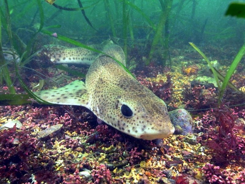 APECS Inventaires participatifs en plongée des poissons de la rade de Brest