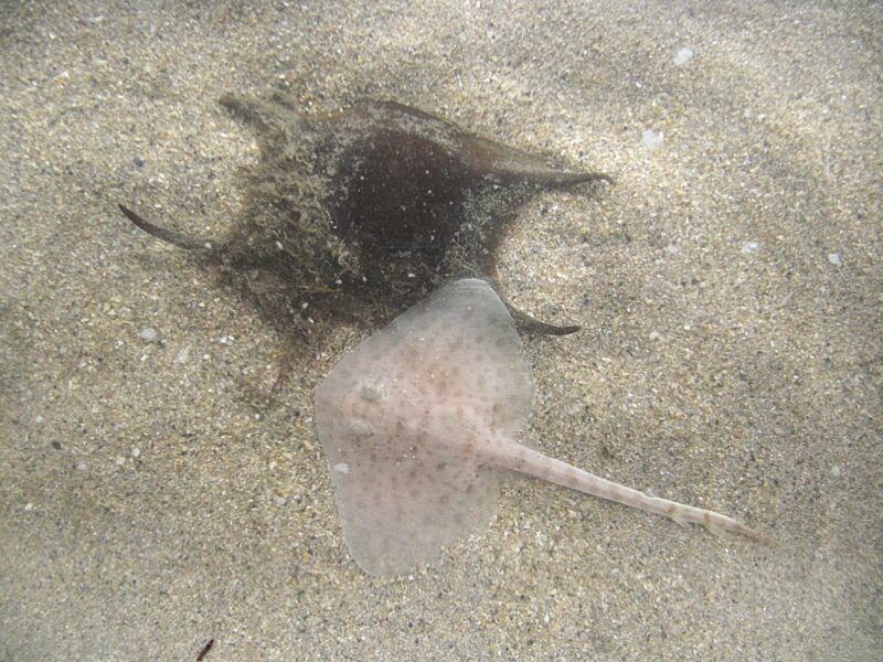 APECS Amélioration des connaissances sur les zones d’importance pour la raie bouclée en Manche Est