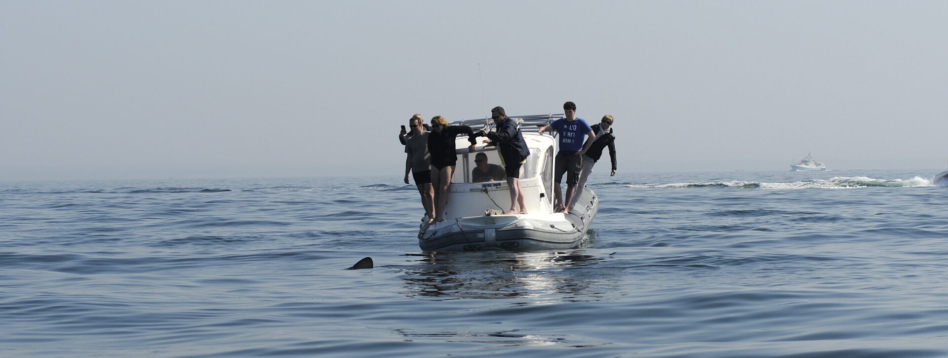 Programme national de recensement des requins pèlerins