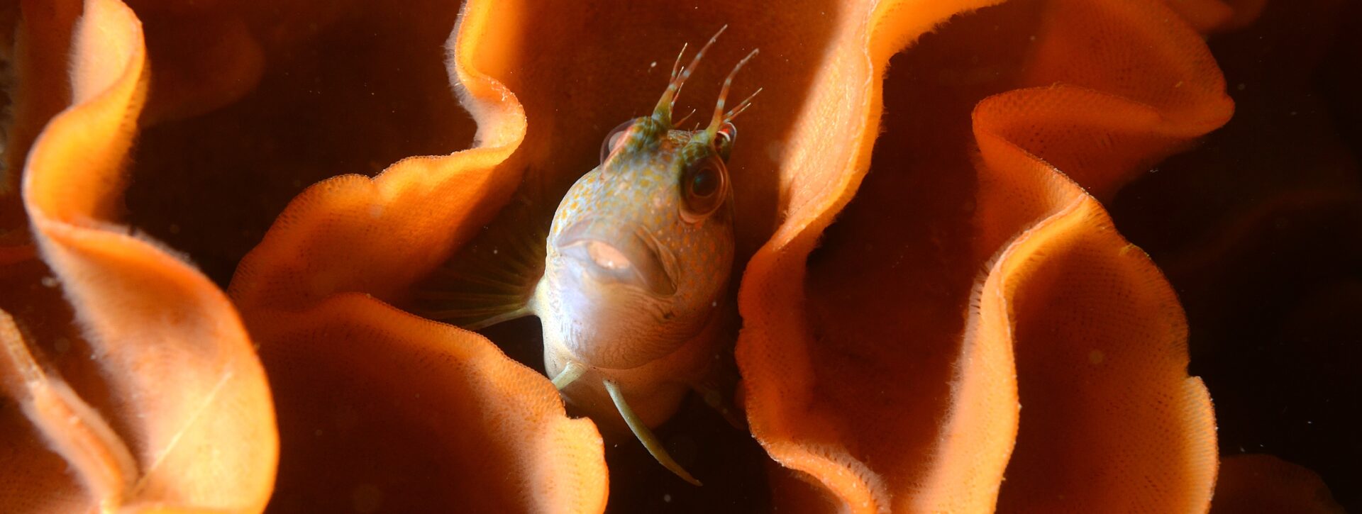 Volet « poissons » dans le cadre de l&rsquo;Atlas intercommunal (ABI) de Brest Métropole