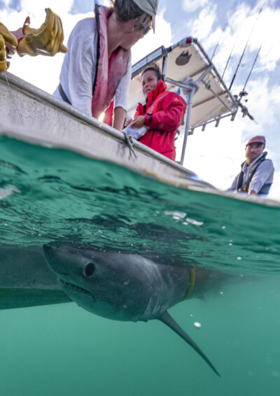 Le projet LAMNA en images : étude du requin taupe commun en Bretagne Nord