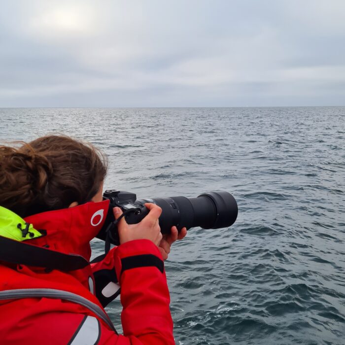 APECS Journée mondiale du requin pèlerin à l’initiative de Basking Shark Scotland