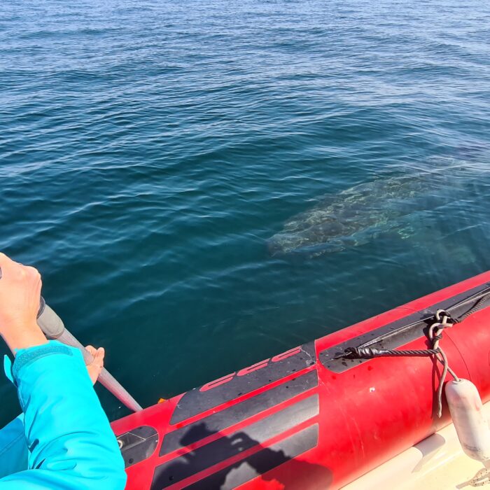 APECS Journée mondiale du requin pèlerin à l’initiative de Basking Shark Scotland