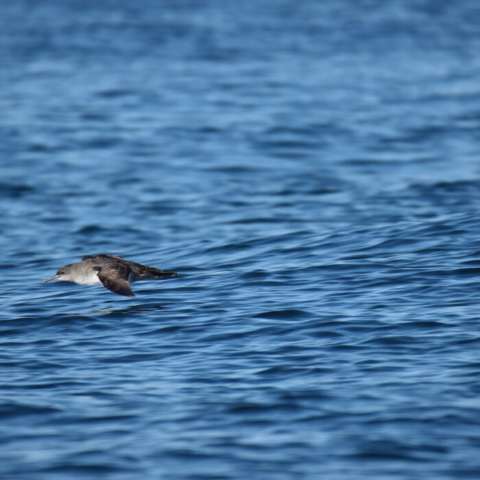 APECS Journée mondiale du requin pèlerin à l’initiative de Basking Shark Scotland