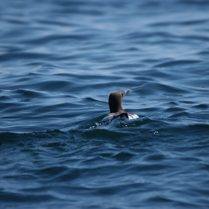 APECS Journée mondiale du requin pèlerin à l’initiative de Basking Shark Scotland