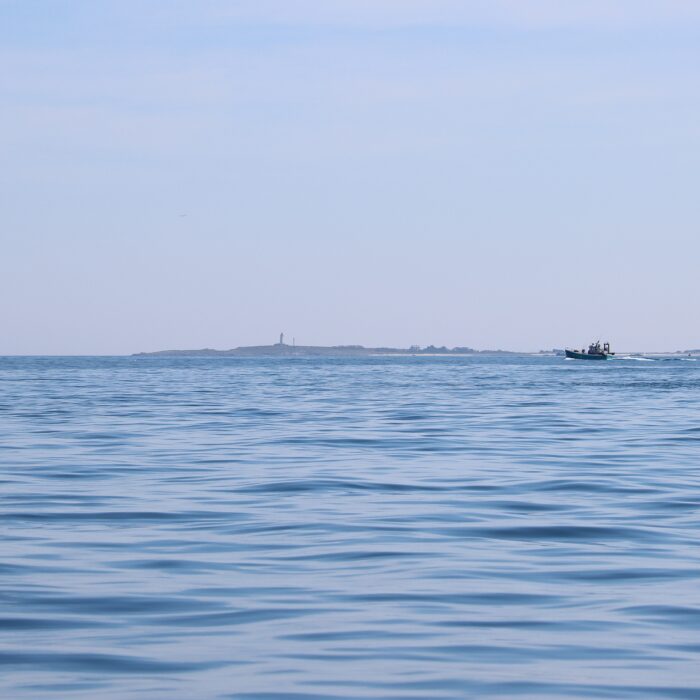 APECS Journée mondiale du requin pèlerin à l’initiative de Basking Shark Scotland