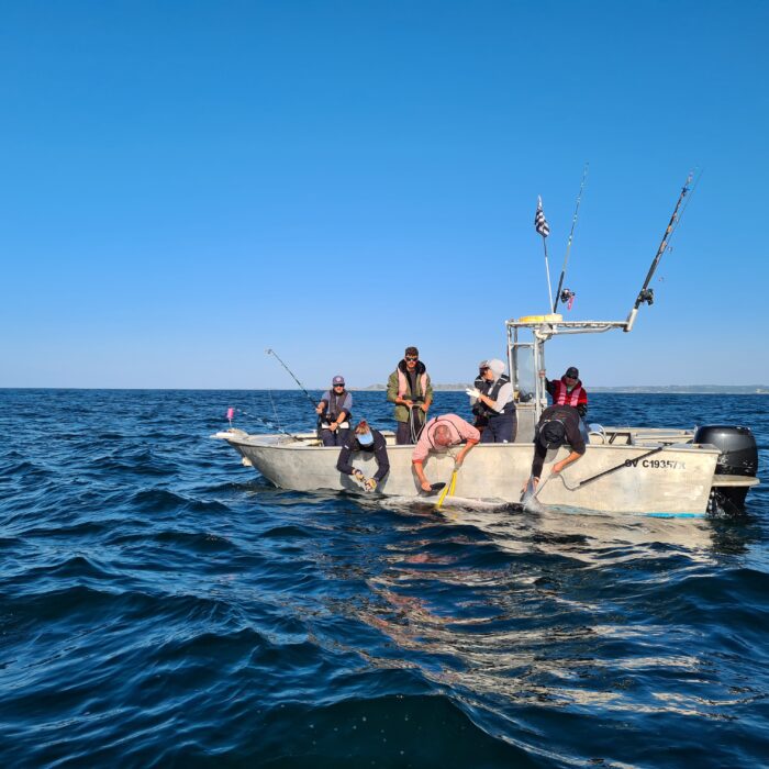 APECS Marquage de requins taupes pour le projet Fishowf+