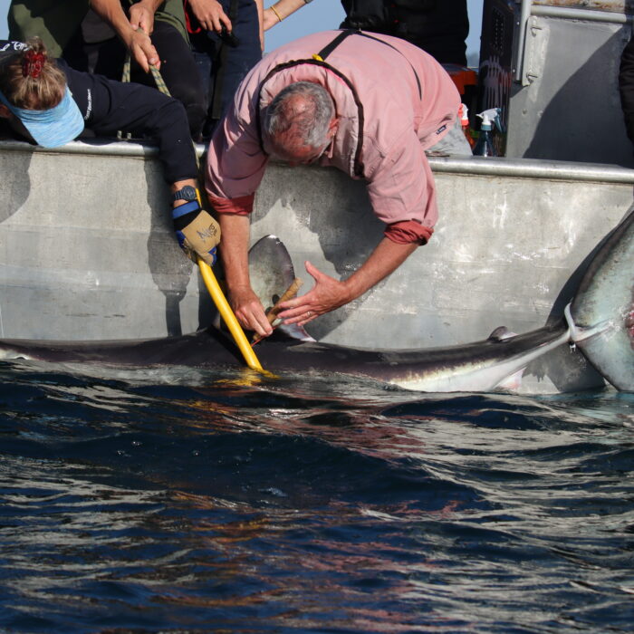APECS Marquage de requins taupes pour le projet Fishowf+