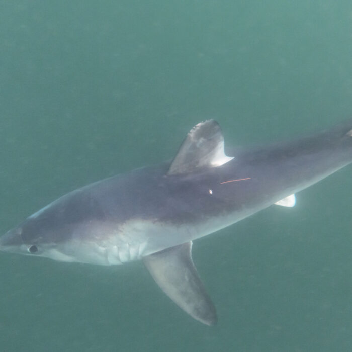APECS Marquage de requins taupes pour le projet Fishowf+