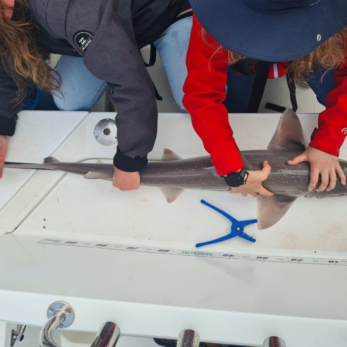 APECS Bilan des marquages d&rsquo;émissoles en rade de Brest avec les bénévoles