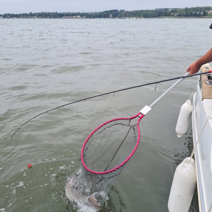 APECS Bilan des marquages d&rsquo;émissoles en rade de Brest avec les bénévoles