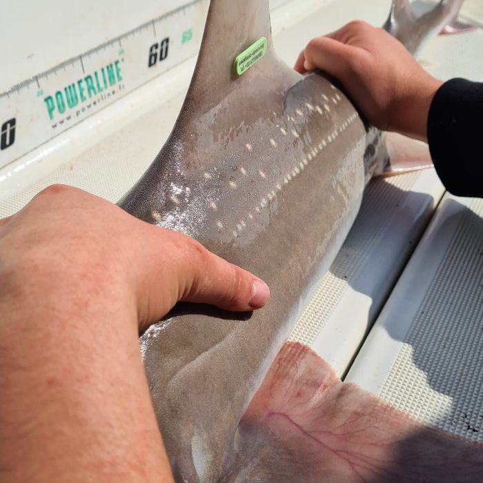 APECS Bilan des marquages d&rsquo;émissoles en rade de Brest avec les bénévoles