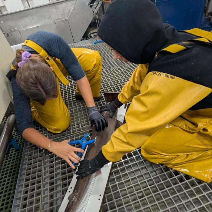 APECS L&rsquo;APECS embarque sur les campagnes scientifiques CGFS et EVHOE de l&rsquo;Ifremer