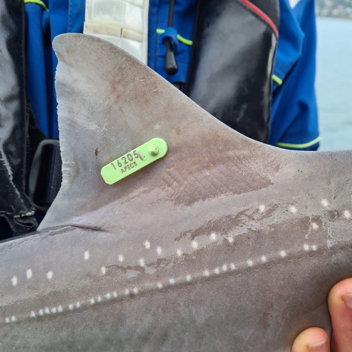 APECS Bilan des marquages d&rsquo;émissoles en rade de Brest avec les bénévoles
