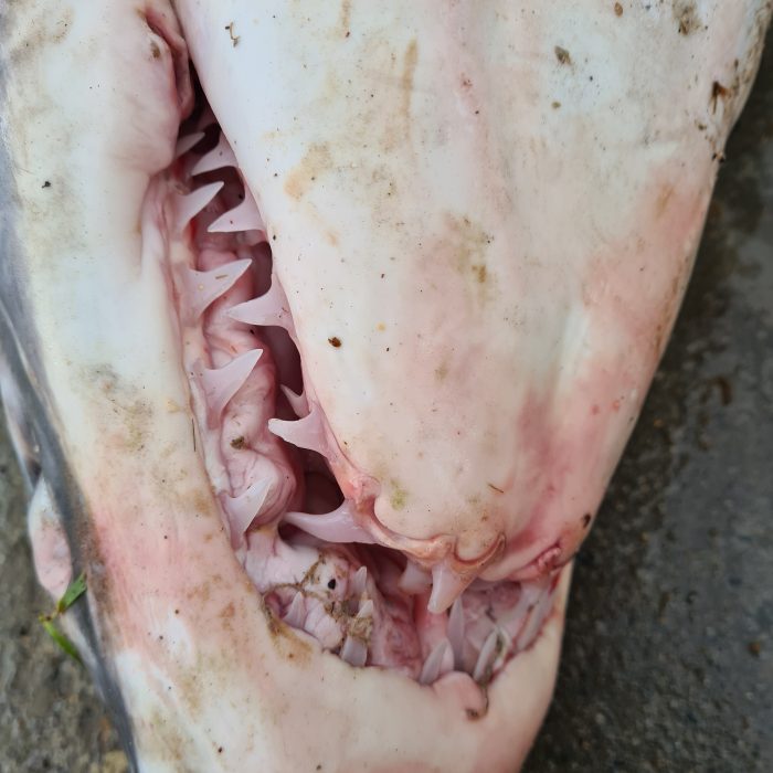 APECS Nécropsie d&rsquo;un requin mako et d&rsquo;un requin renard commun en baie d&rsquo;Audierne