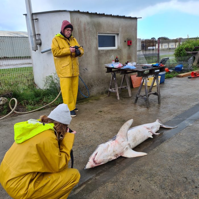 APECS Nécropsie d&rsquo;un requin mako et d&rsquo;un requin renard commun en baie d&rsquo;Audierne