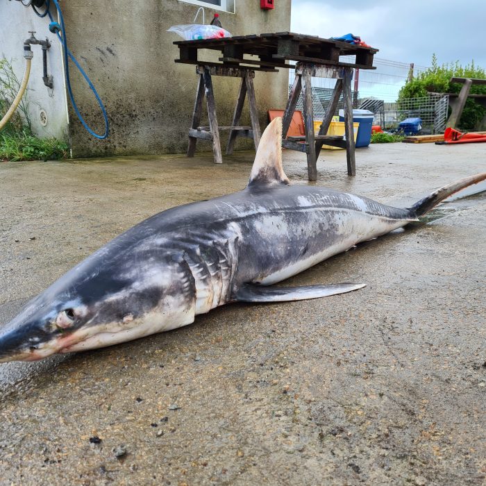 APECS Nécropsie d&rsquo;un requin mako et d&rsquo;un requin renard commun en baie d&rsquo;Audierne