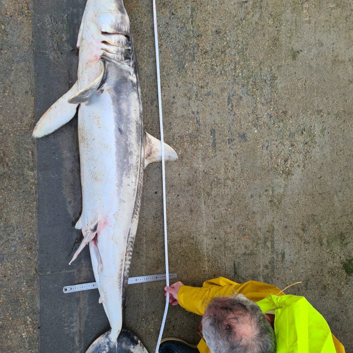 APECS Nécropsie d&rsquo;un requin mako et d&rsquo;un requin renard commun en baie d&rsquo;Audierne