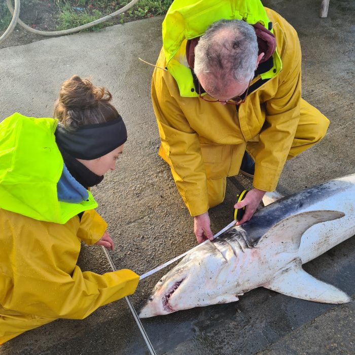 APECS Nécropsie d&rsquo;un requin mako et d&rsquo;un requin renard commun en baie d&rsquo;Audierne