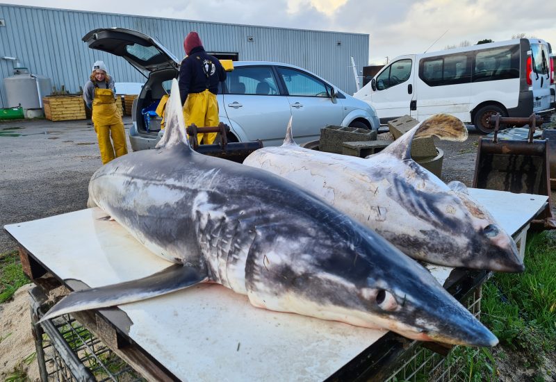 Nécropsie d&rsquo;un requin mako et d&rsquo;un requin renard commun en baie d&rsquo;Audierne