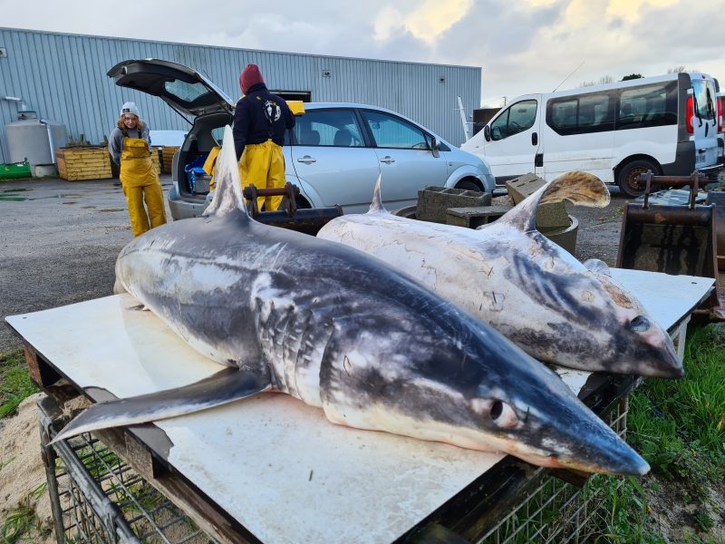 Nécropsie d&rsquo;un requin mako et d&rsquo;un requin renard commun en baie d&rsquo;Audierne
