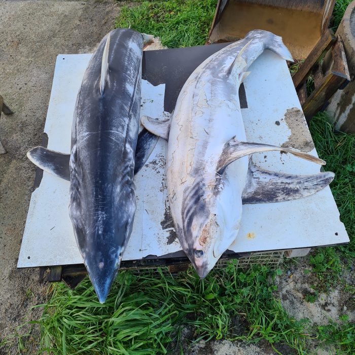 APECS Nécropsie d&rsquo;un requin mako et d&rsquo;un requin renard commun en baie d&rsquo;Audierne