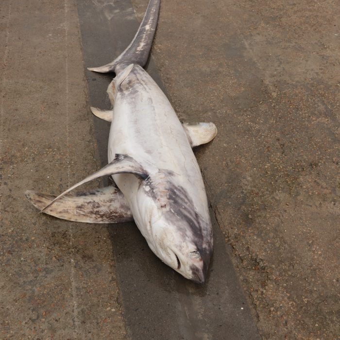 APECS Nécropsie d&rsquo;un requin mako et d&rsquo;un requin renard commun en baie d&rsquo;Audierne