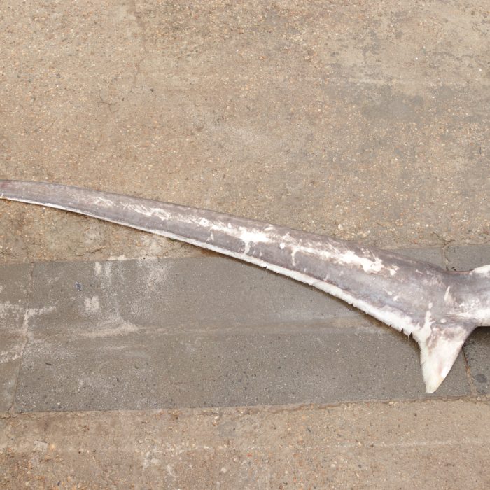 APECS Nécropsie d&rsquo;un requin mako et d&rsquo;un requin renard commun en baie d&rsquo;Audierne