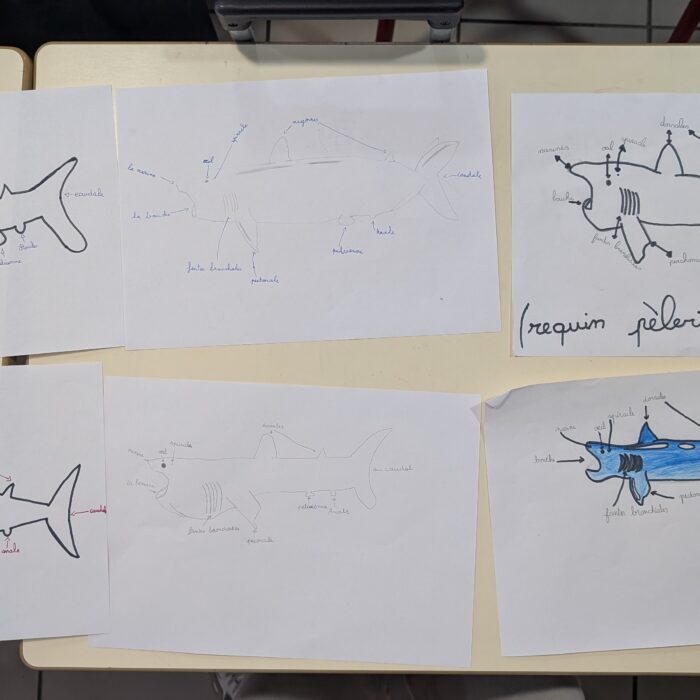 APECS Bilan des animations scolaires avec le Parc naturel marin d&rsquo;Iroise