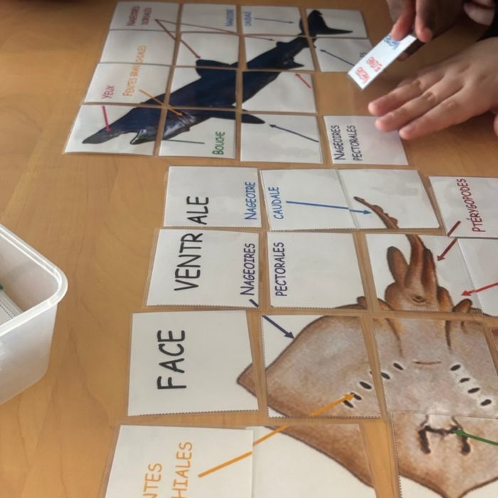 APECS Bilan des animations scolaires 2026
