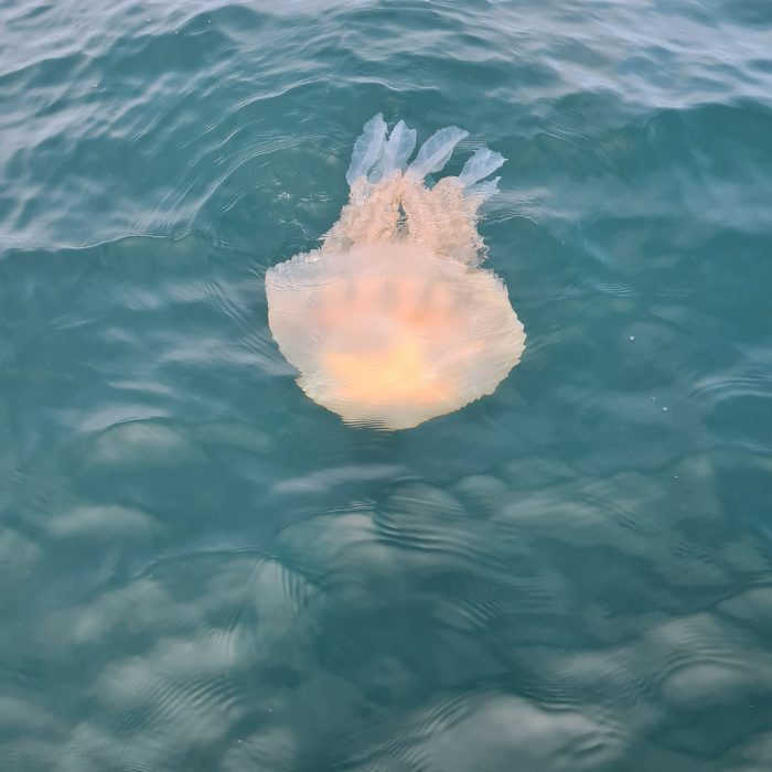 APECS Journée mondiale des océans x PELARGOS