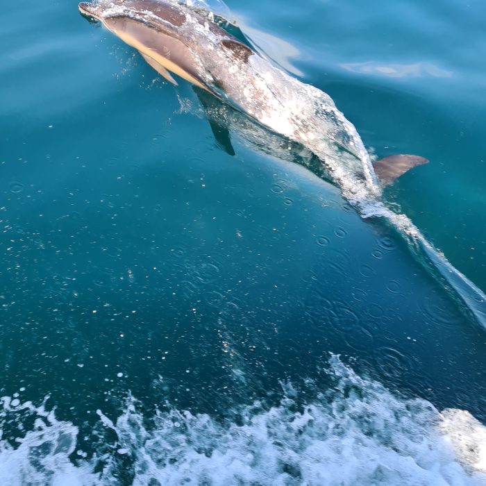 APECS Journée mondiale des océans x PELARGOS