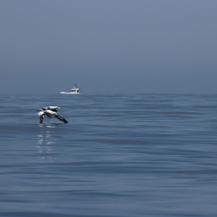 APECS Journée mondiale des océans x PELARGOS