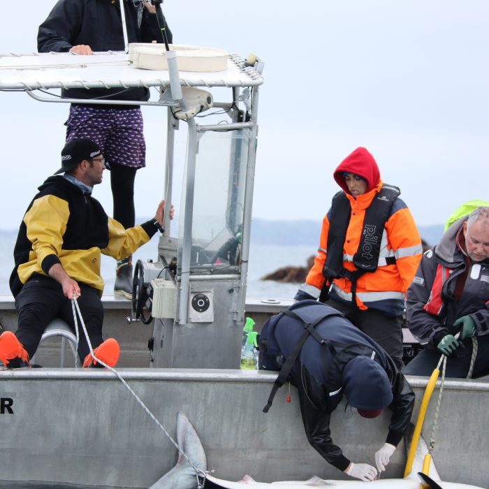 APECS Bilan de la session de marquage de requins taupes pour le projet Fishowf+ de France énergies marines