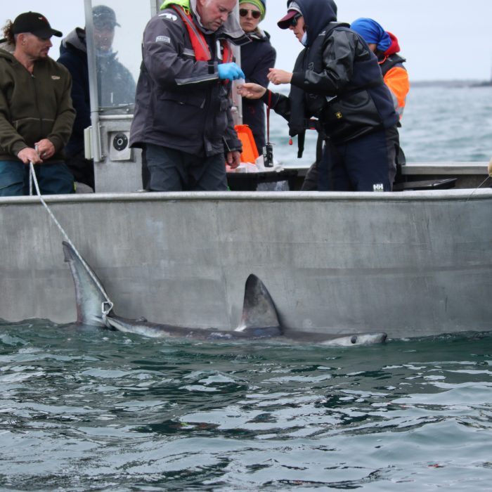 APECS Bilan de la session de marquage de requins taupes pour le projet Fishowf+ de France énergies marines