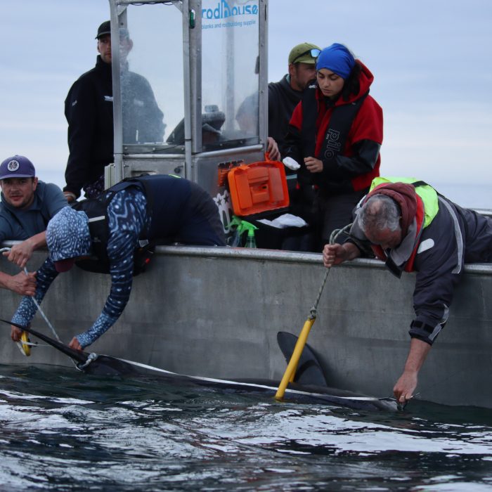 APECS Bilan de la session de marquage de requins taupes pour le projet Fishowf+ de France énergies marines