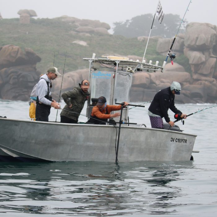 APECS Bilan de la session de marquage de requins taupes pour le projet Fishowf+ de France énergies marines