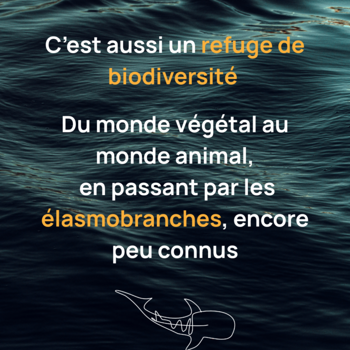 APECS Journée mondiale de l&rsquo;Océan