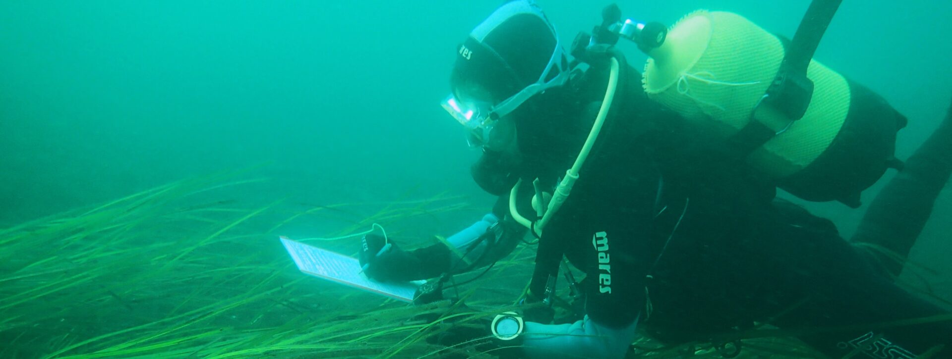 Inventaires participatifs en plongée des poissons de la rade de Brest