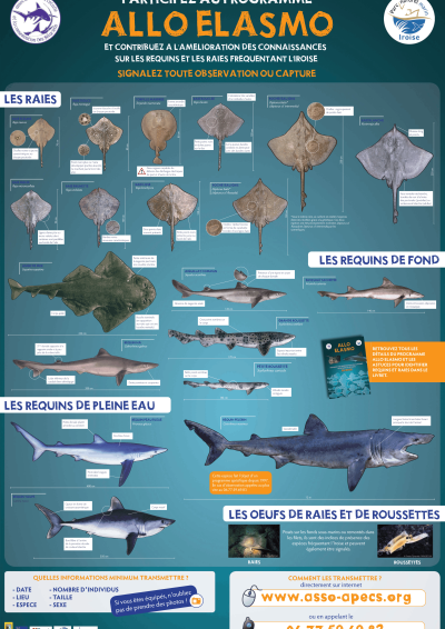 Affiche AlloElasmo