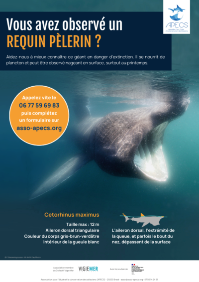 Affiche 2024 « Vous avez observé un requin pèlerin en Atlantique, Manche ou Mer du Nord ? »
