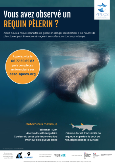 Affiche 2024 « Vous avez observé un requin pèlerin en Méditerranée ? »