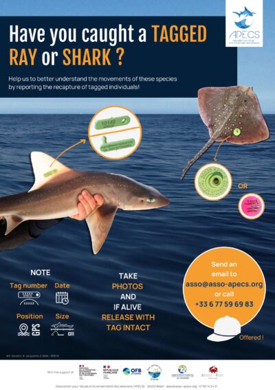 Poster 2024 « Have you caught a tagged ray or shark ? »