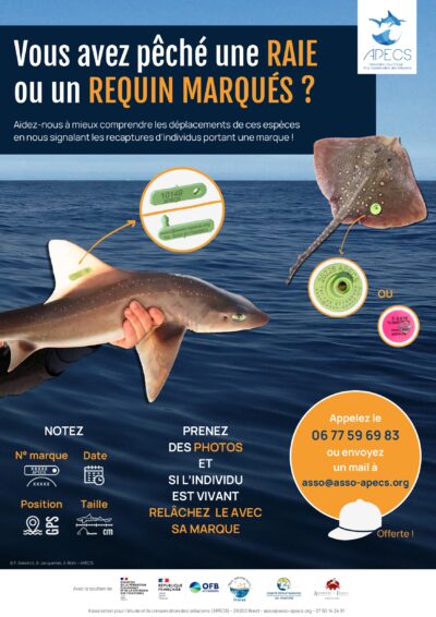 Affiche 2024 « Vous avez observé une raie ou un requin marqué ? »
