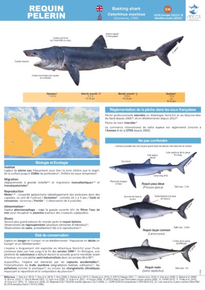 Le requin pèlerin
