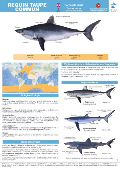 Le requin taupe commun