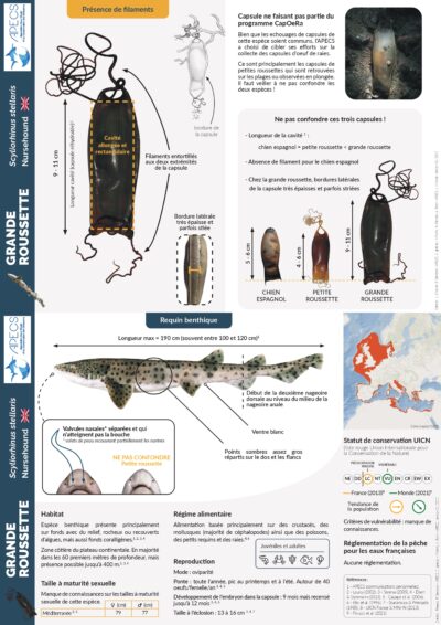 La grande roussette et sa capsule
