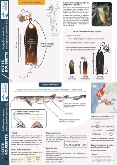 La petite roussette et sa capsule