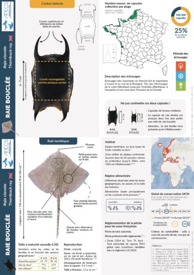 La raie bouclée et sa capsule