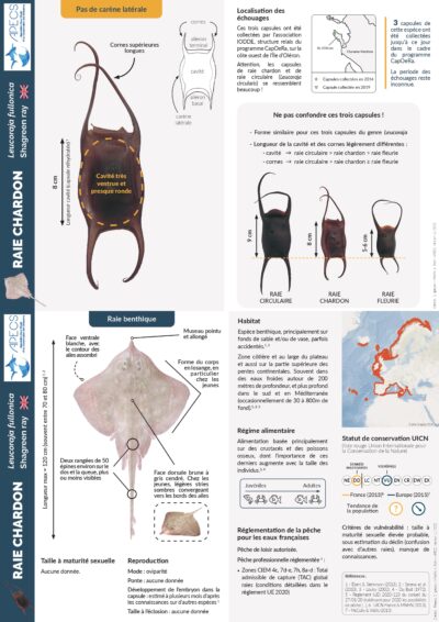 La raie chardon et sa capsule
